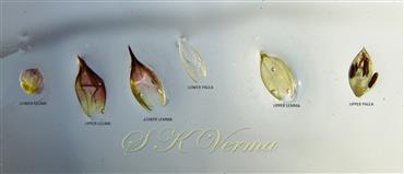  Parts of spikelet